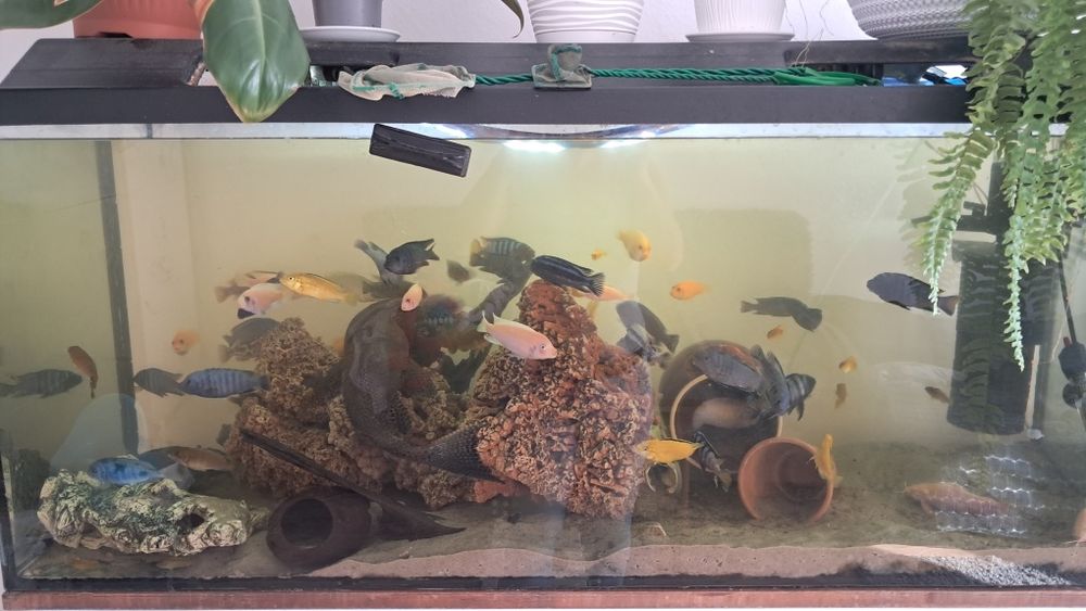 Akwarium 250l z rybami