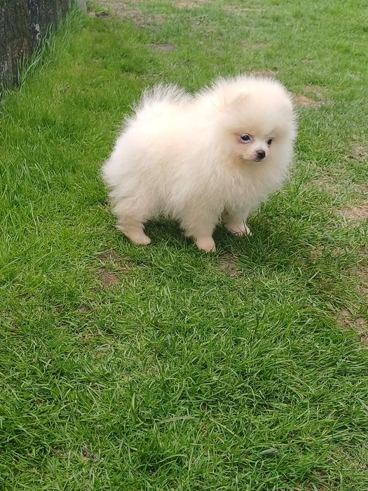 *Pomeranian Piesek CARLO Aktualny*