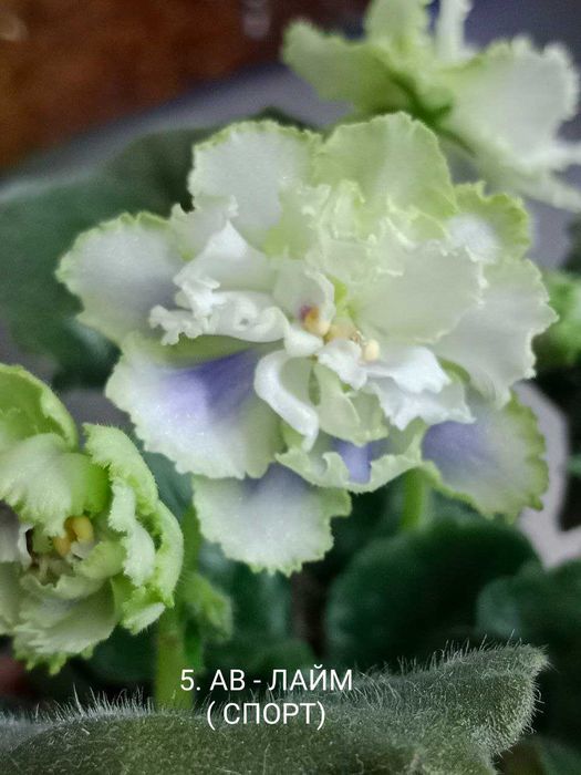 Fiołki odmianowe. Sadzonki. Zestaw 10 odmian.