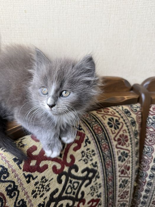 Кошенята шукають родину