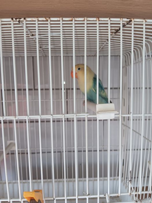Troco por outras aves