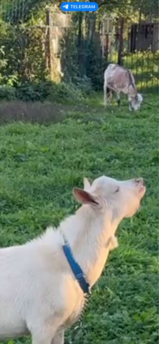 Цап козлик покриє козу