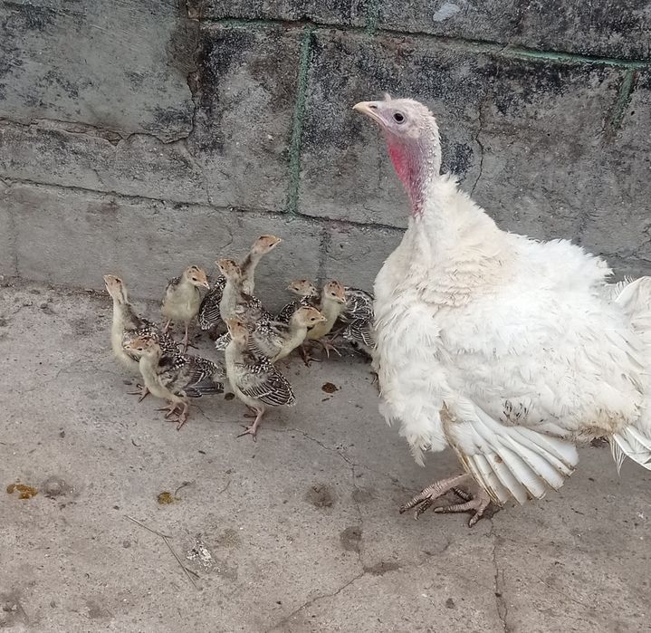 Продам індичата з індичкою,підрощені