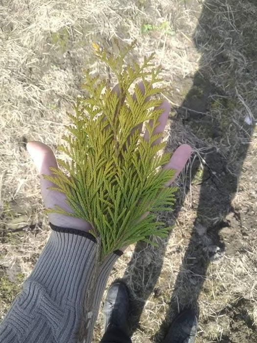 Продам живці туї