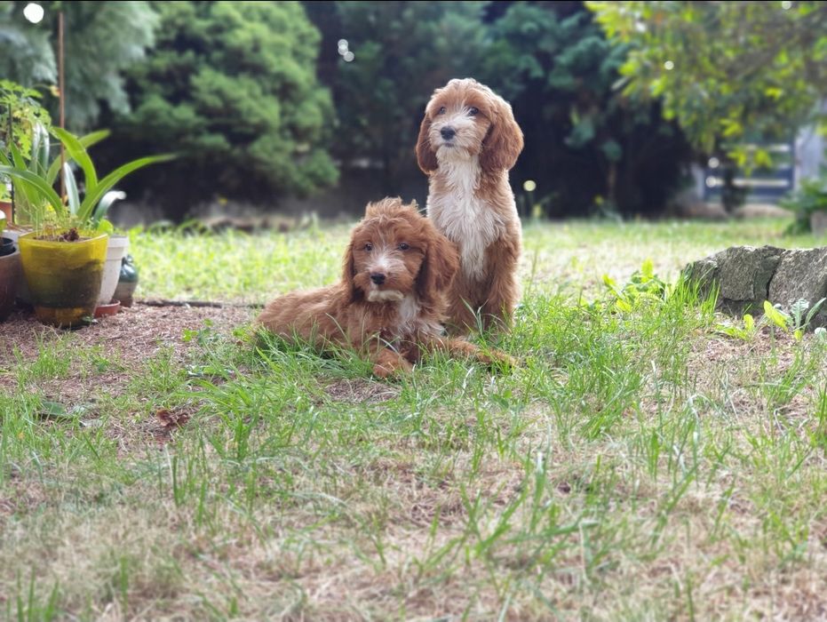 Irishdoodle szczeniak * Jak goldendoodle  *  Jak cockapoo CUDNE