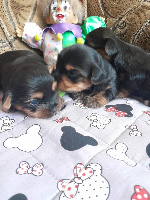 Продам  йоркширского терьера