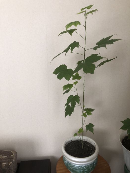 Продам кімнатні рослини Вазон