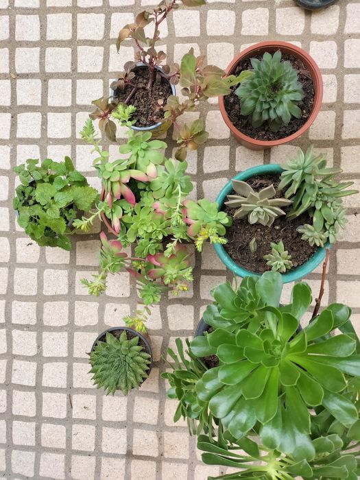 Plantas médias em vaso várias espécies.