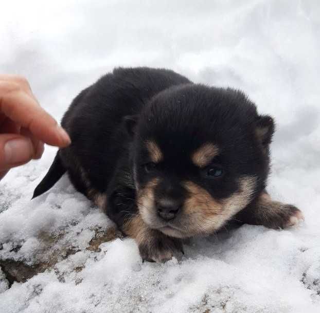 Собаченя в добрі руки