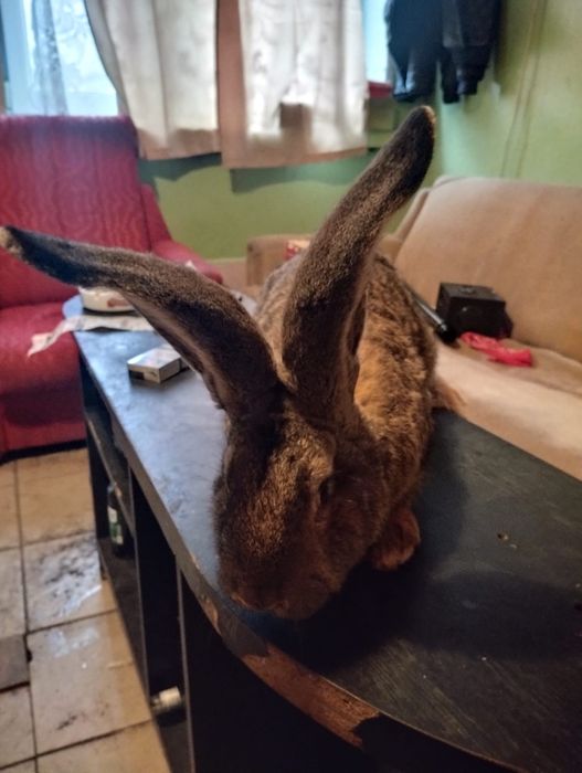 Piękne Króle Belgi