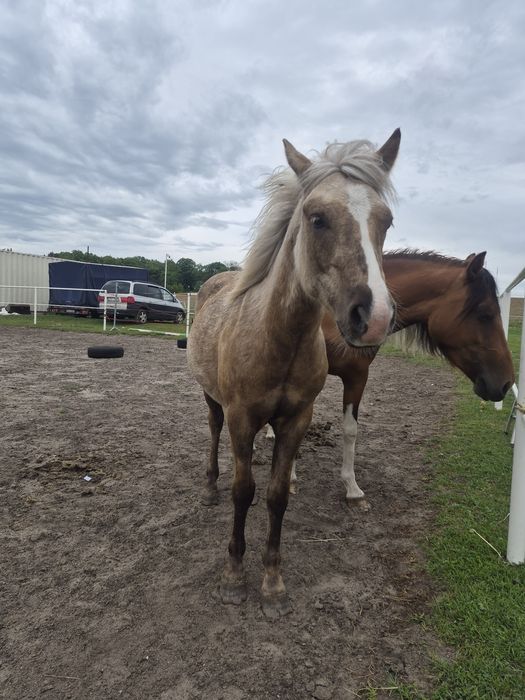 Kucy klasy B/C 1/2 aqh brudne palomino