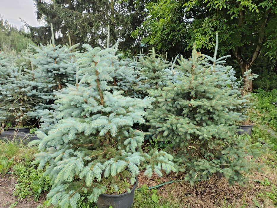 Wyprzedaż choinka srebrna w donicy Bydgoszcz Plantacja