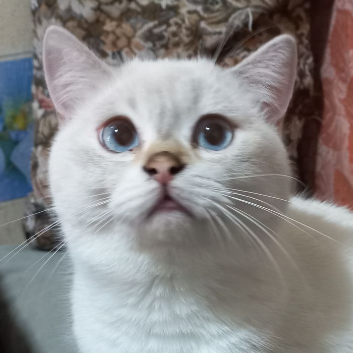 Шотландский кот ,Вязка.