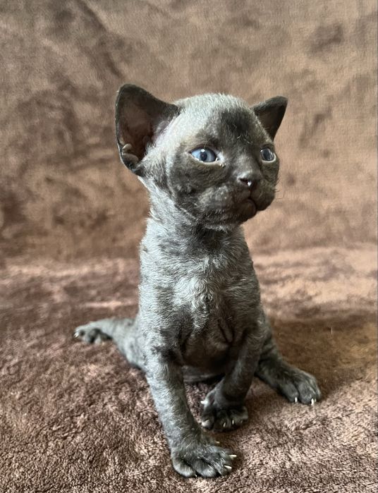 Кошенята Девон рекс