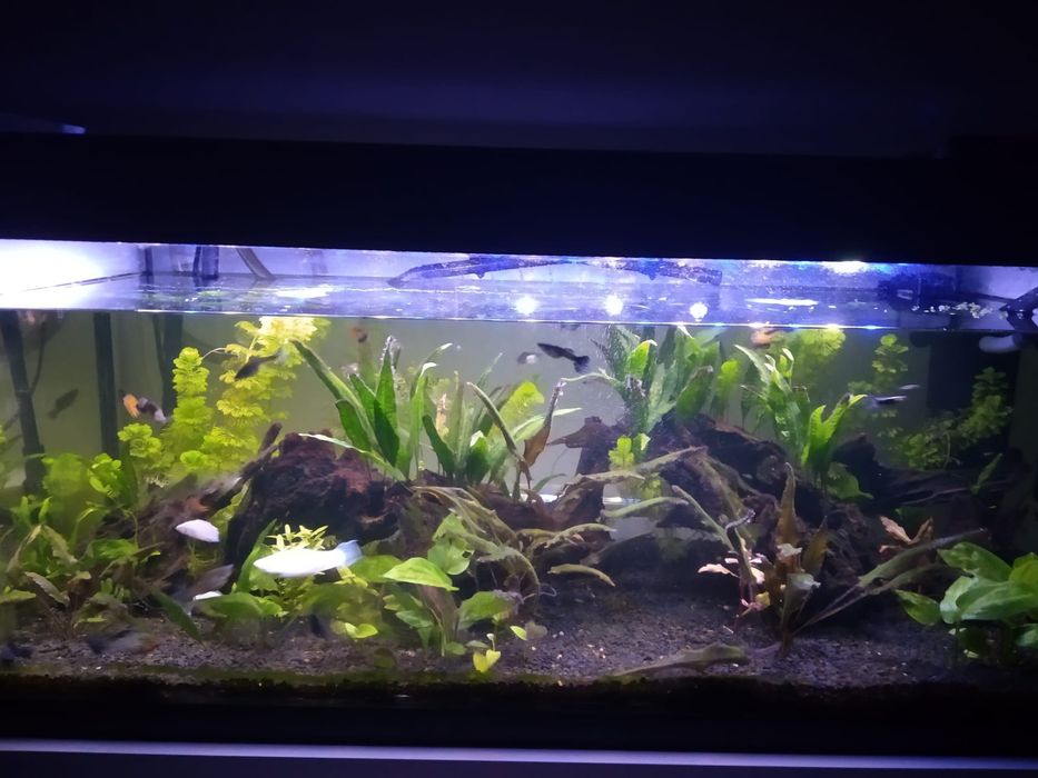 Guppies para dar