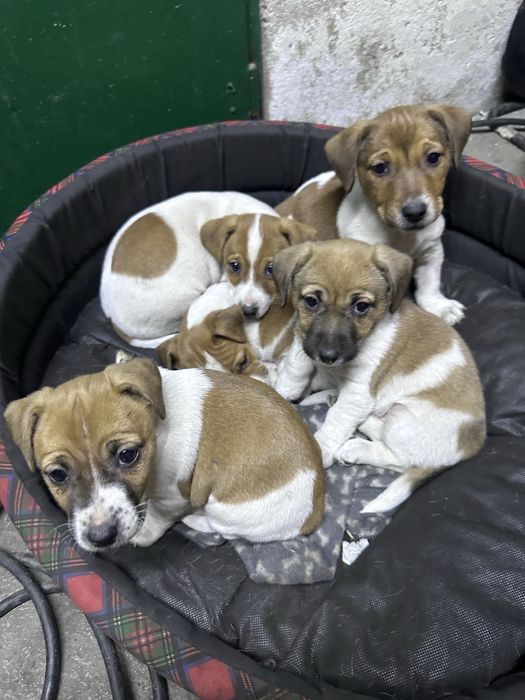 Jack russell terrier szczeniaki