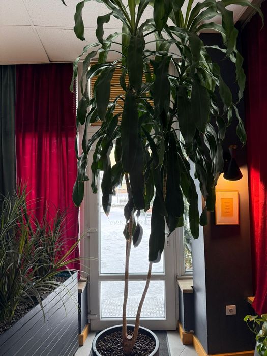 Piękna dracena wonna