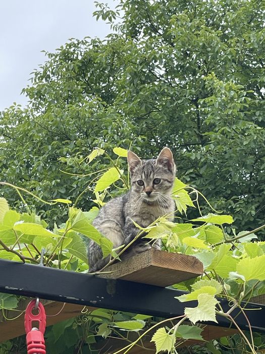 Kot i kotki do adopcji