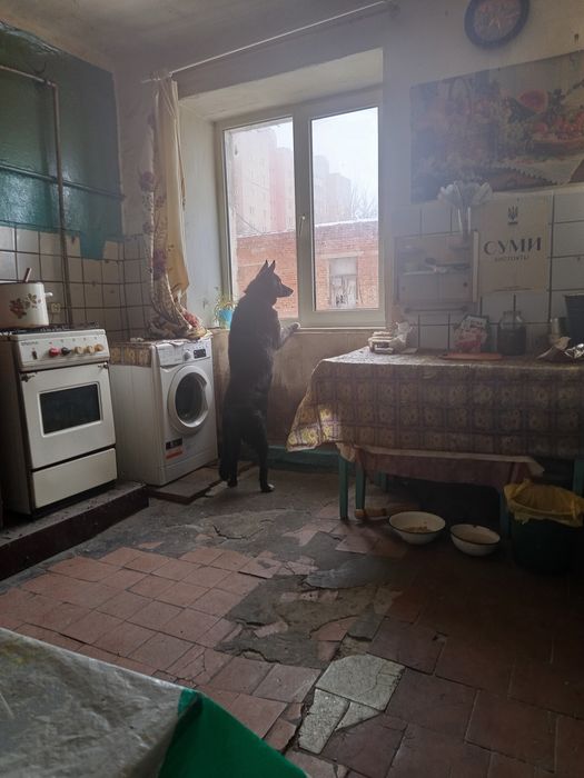 Продам девочку 2 год