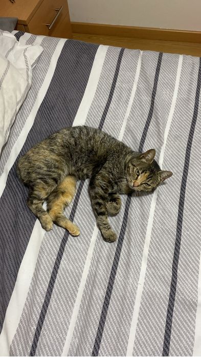 Pet Sitter / Passeios e Visitas ao Domicilio para animais em Coimbra