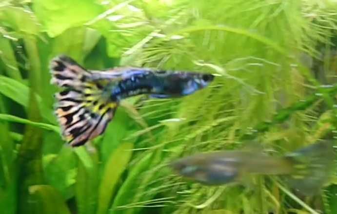 Gupik pawie oczko - narybek, rybki do akwarium