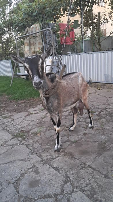 Продам добру молочну козочку.