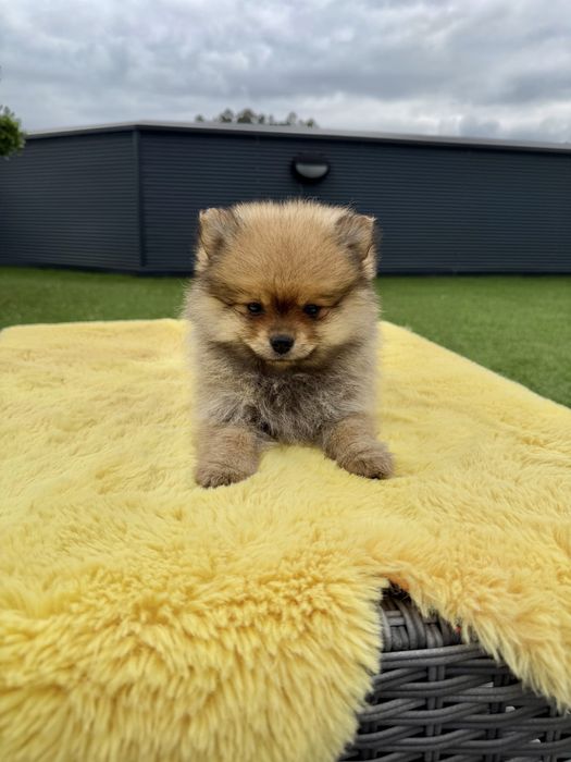 Spitz Alemão menino