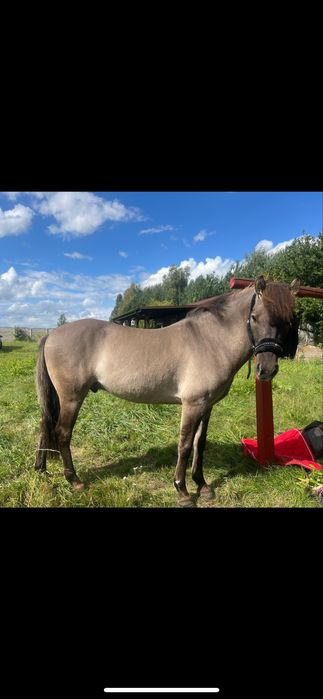 Konik Polski Wałach 7 letni