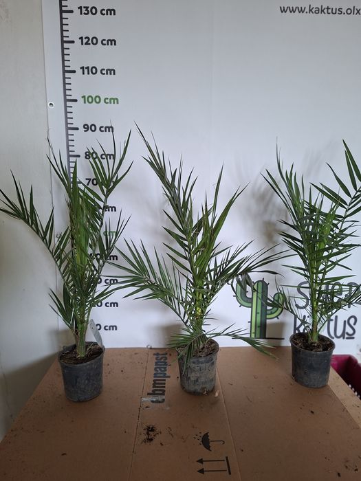 Phoenix canariensis Daktylowiec Kanaryjski Palma WYSYŁKA