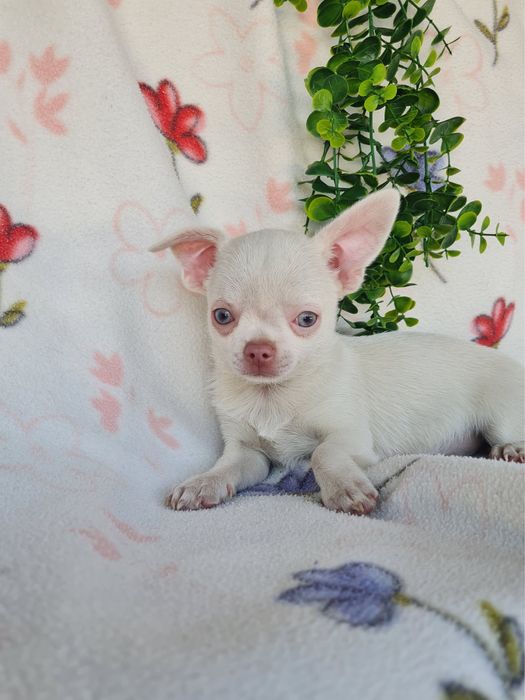 Excecional menino mini Chihuahua/Chiuaua,Qualidade, LinhagemRussa
