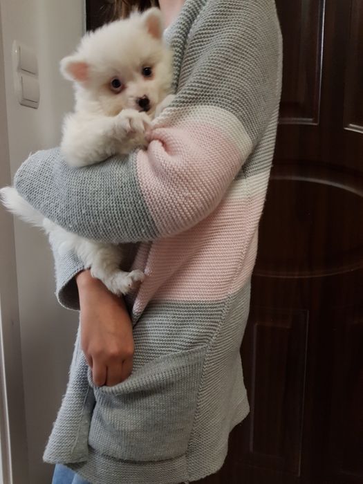Pomeranian boo aktualne