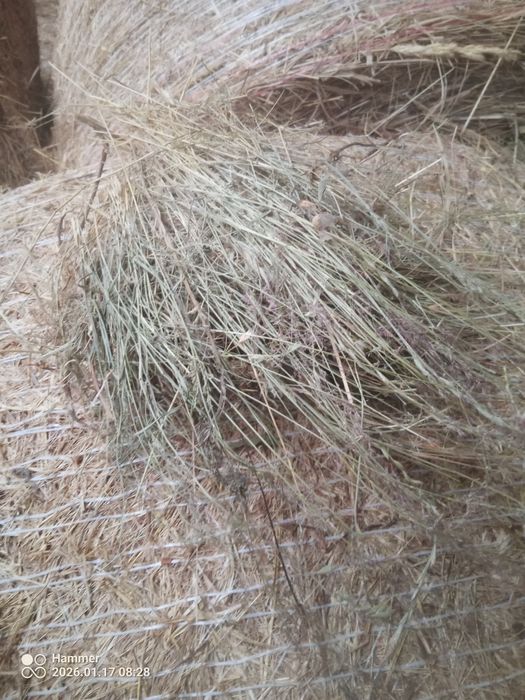 Siano, słoma spod dachu 2025 pierwszy pokos