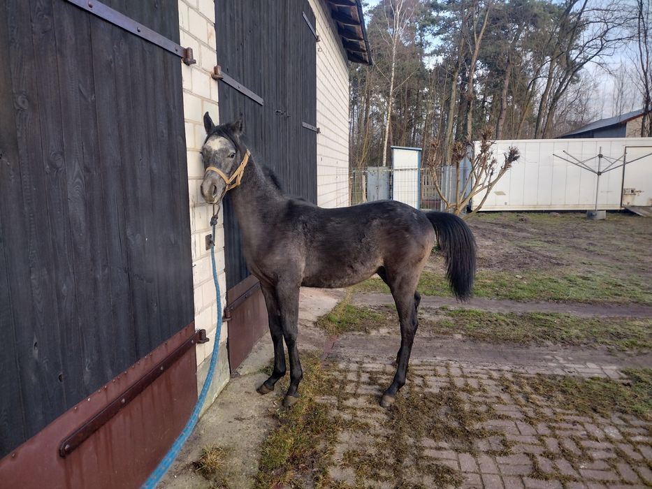 Sprzedam ogier arabski Paprot