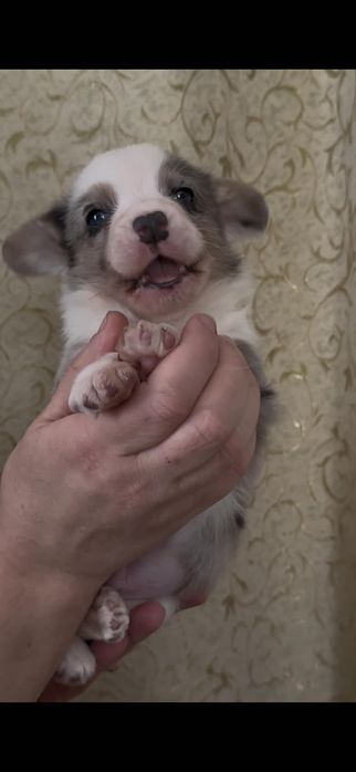 Сказочный малыш корги