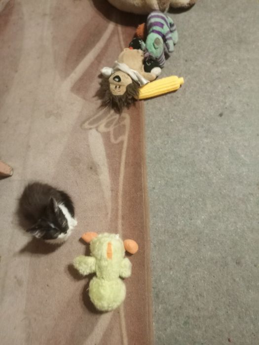 Дуже ласкава дівчинка