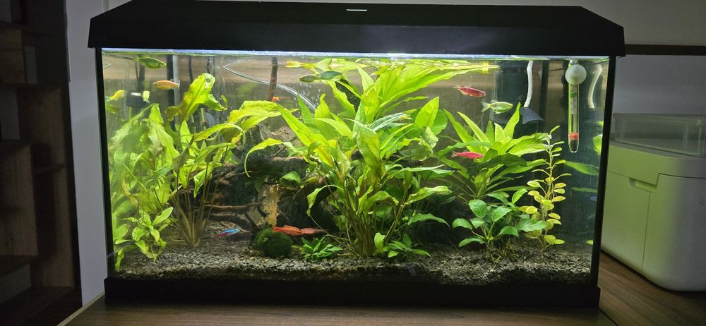 Sprzedam akwarium 60 kompletne neonki, danio, stabilne