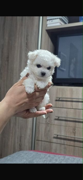 Bichon Frise mini Suczka