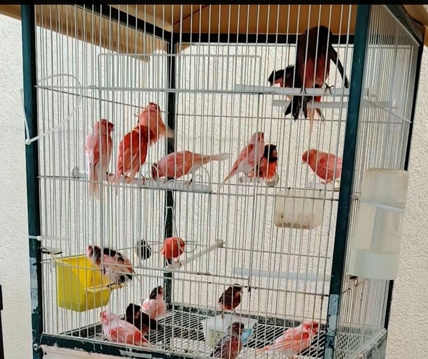 Lote de canários
