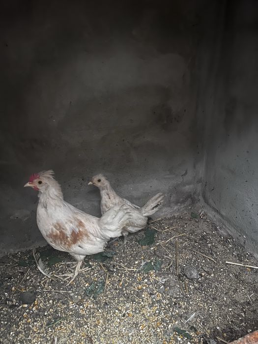 Lindo cadal de garnizos á procura de nova casa