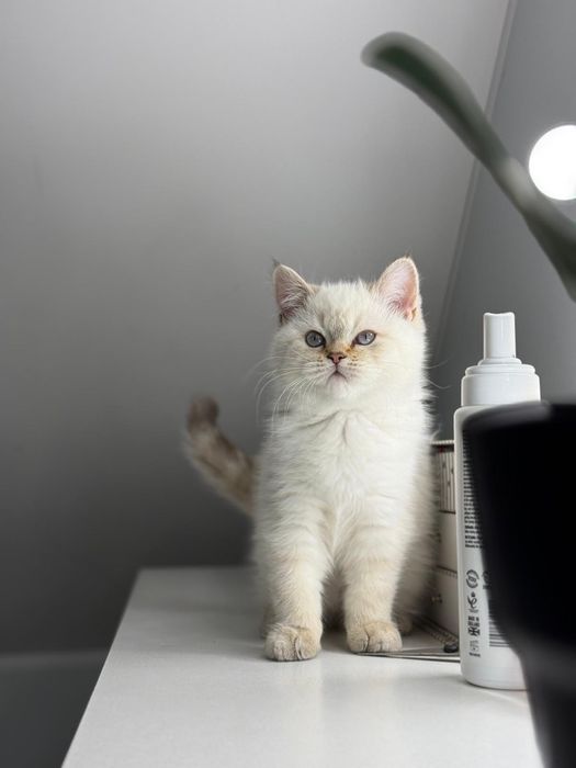 Kot brytyjski kotka brytyjska point do odbioru