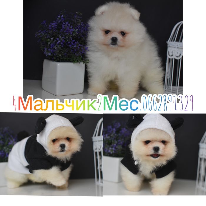 Шпиці міні мішки