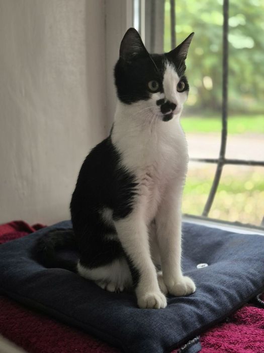 Віддам котика в добрі руки