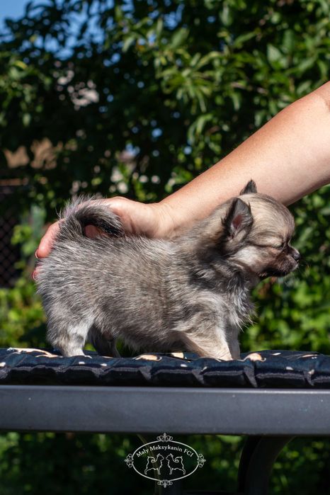 Chihuahua długowłosa z metryką FCI