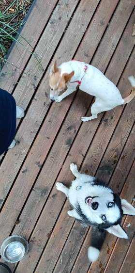 Domek nad jeziorem las jacuzzi