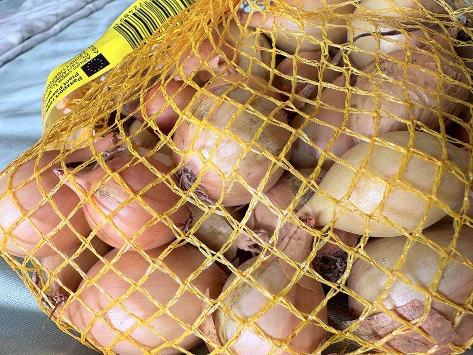 Cebula Dymka Zimowa Ozima Senshyu Yellow 0,5 kg Duża na Szczypior, parapet