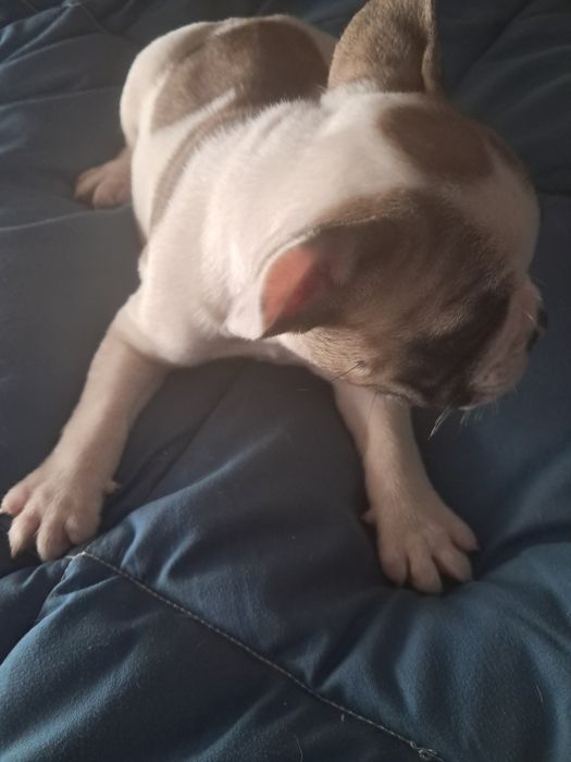 Bulldog frances fêmea