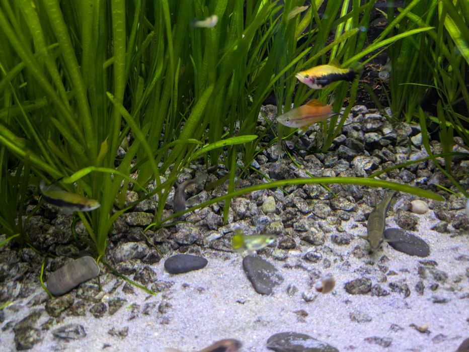 Plantas para aquario