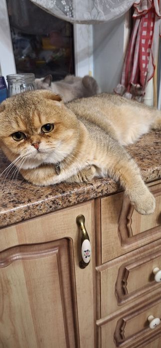 Вязка шотландского кота