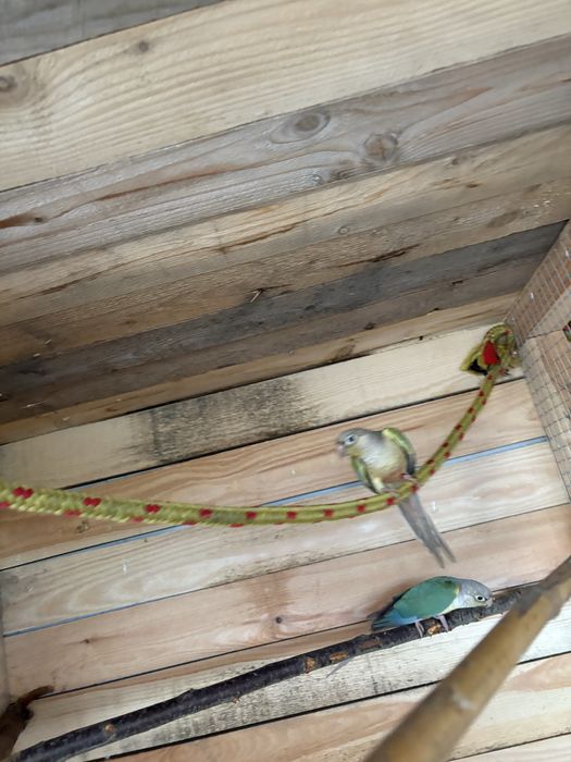 Sprzedam ptaki z 24r