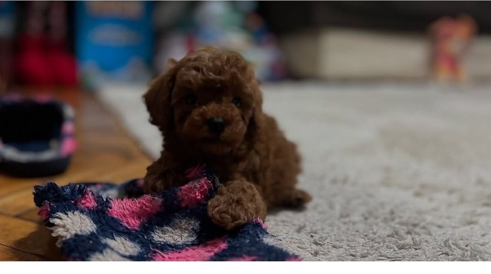 Малишка той пудель "